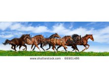 stock-photo-herd-gallops-in-green-field-66901486.jpg