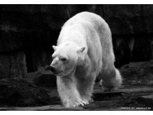 1267045653_black_white_animals-6[1].jpg