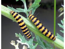 caterpillars01.jpg