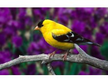 1280-yellow-and-black-bird-on-a-branch.jpg