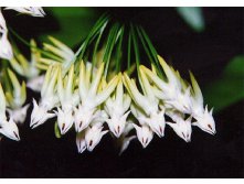 Hoya multiflora.jpg
