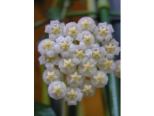 Hoya lacunosa 20.04.15.