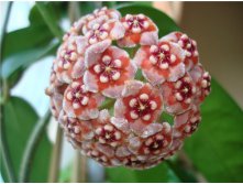 Hoya meliflua-   ..