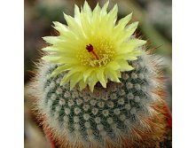 Notocactus Scopa(   )