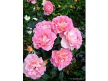 Rosa () Pink Paradise C5 - 550.jpg