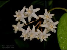 Hoya cagayanensis-   ....