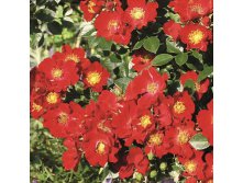 Rosa () Bienenweide Rot 5 - 550.jpg