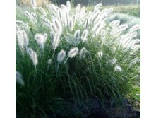   &#8211; Pennisetum alopecuroides Hameln.jpg