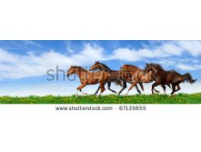 Stock-photo-herd-gallops-in-green-field-67135855.jpg