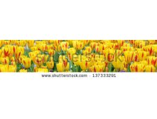 Stock-photo-tulips-137333291.jpg