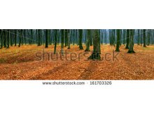 Stock-photo-panorama-of-autumn-forest-161703326.jpg