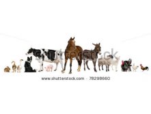 Stock-photo-variety-of-farm-animals-in-front-of-white-background-78298660.jpg