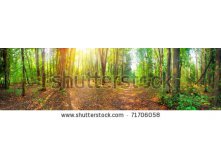 Stock-photo-panorama-of-a-mixed-forest-at-summer-sunny-day-71706058.jpg