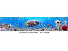 Stock-photo-underwater-world-panorama-98396786.jpg