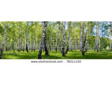 Stock-photo-summer-birch-forest-landscape-panorama-78211150.jpg