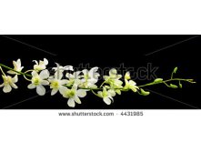 Stock-photo-white-orchid-spray-with-black-background-horizontal-crop-4431985.jpg