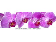 Stock-photo-panorama-of-orchid-flower-190422416.jpg