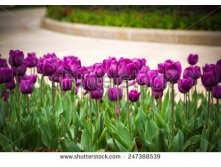 Stock-photo-purple-tulips-in-bloom-with-park-footpath-spring-floral-background-247388539 (1).jpg