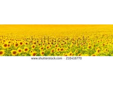 Stock-photo-sunflower-field-210416770.jpg