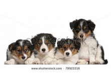 Stock-photo-border-collie-puppies-weeks-old-in-front-of-white-background-79922218.jpg