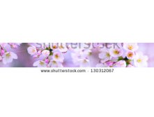 Stock-photo-cherry-petals-130312067.jpg