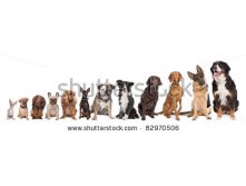 Stock-photo-twelve-dogs-in-a-row-from-small-to-large-on-a-white-background-82970506.jpg