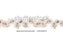 Stock-photo-cherry-blossoms-panorama-130312070.jpg