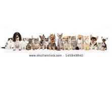 Stock-photo-large-group-of-cats-and-dogs-in-front-view-isolated-on-white-background-145949840.jpg
