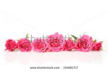 Stock-photo-pink-roses-154661717.jpg