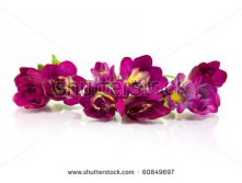 Stock-photo-violet-fresia-on-white-60849697.jpg