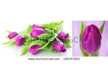 Stock-photo-tulips-collage-128357825.jpg