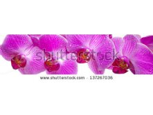 Stock-photo-panorama-view-over-pink-orchid-flowers-137267036.jpg
