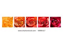 Stock-photo-a-grouping-of-five-rose-close-up-images-arranged-by-color-6886417.jpg