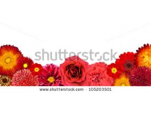 Stock-photo-selection-of-red-flowers-at-bottom-row-isolated-on-white-background-set-of-zinia-primrose-105203501.jpg