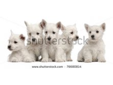 Stock-photo-five-west-highland-terrier-puppies-weeks-old-in-front-of-white-background-76680814.jpg