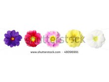 Stock-photo-five-primroses-in-a-row-isolated-over-white-48096991.jpg