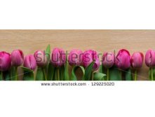 Stock-photo-purple-tulips-panorama-129225020.jpg