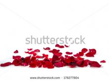 Stock-photo-random-rose-petals-against-white-background-great-for-presentations-forms-and-ad-print-178277804.jpg