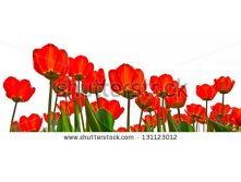 Stock-photo-red-tulips-on-a-white-background-panorama-spring-landscape-131123012.jpg