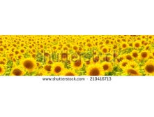 Stock-photo-sunflower-field-210416713.jpg