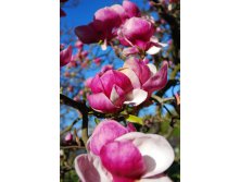 Magnolia-2-1373605.jpg