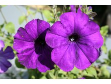 Purple-flower-1371682.jpg