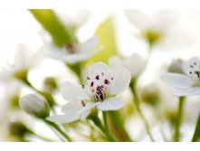 White-flowering-tree-closeup-1377526.jpg