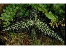 Goodyera hispida