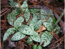 Goodyera tesselata