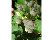 Appleblossom rosebud.JPG