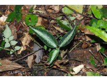 Goodyera yangmeishanensis