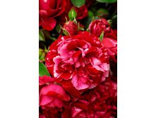 The Durrell Rose-10,80.jpg