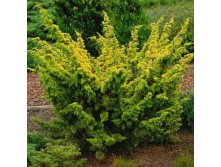 95,7.  Juniperus chinensis Aurea.jpg