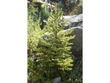 172,7.  Picea abies Gold Dust.jpg